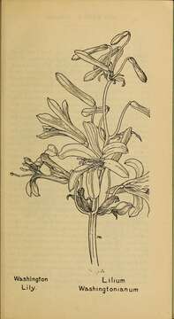 Image of Washington lily