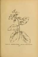 Image of flytrap dogbane