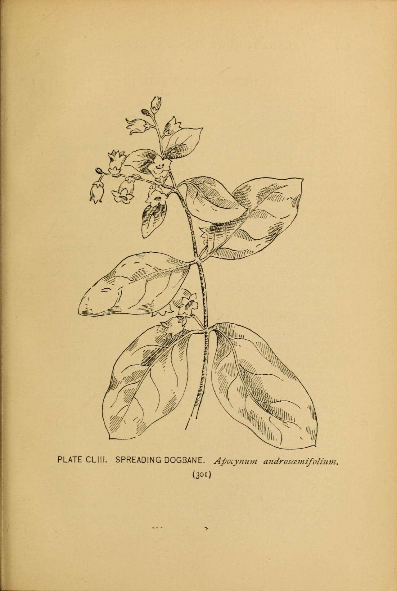 Image of flytrap dogbane