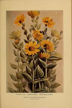 Image of ashy sunflower