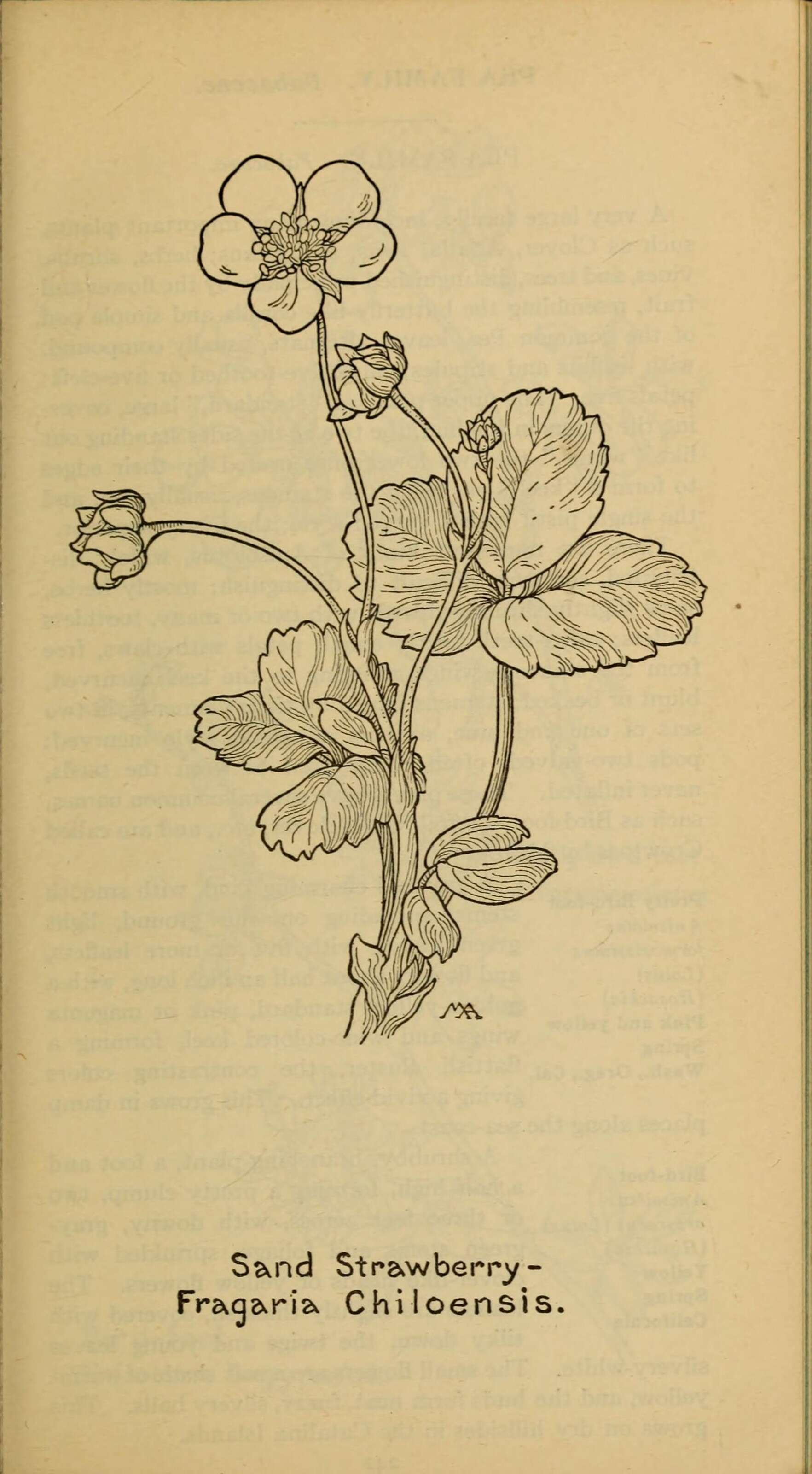 Image de Fragaria chiloensis (L.) Duchesne