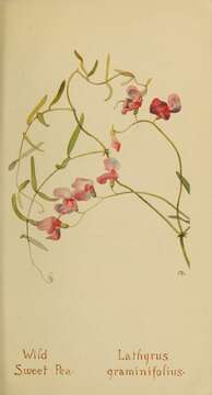 Image of Common Sweet Pea