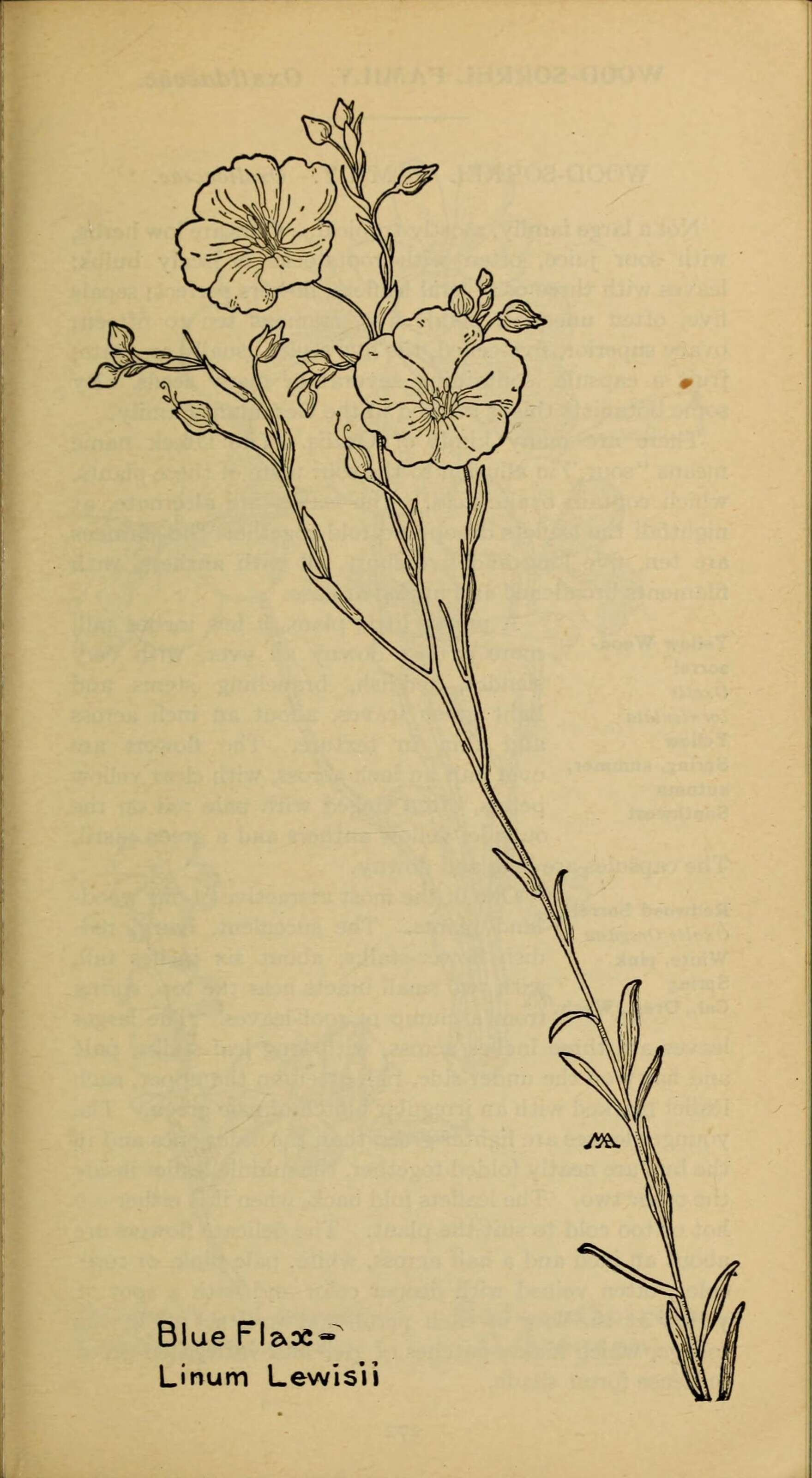 Imagem de Linaceae