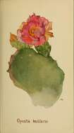 Image of Beavertail Cactus