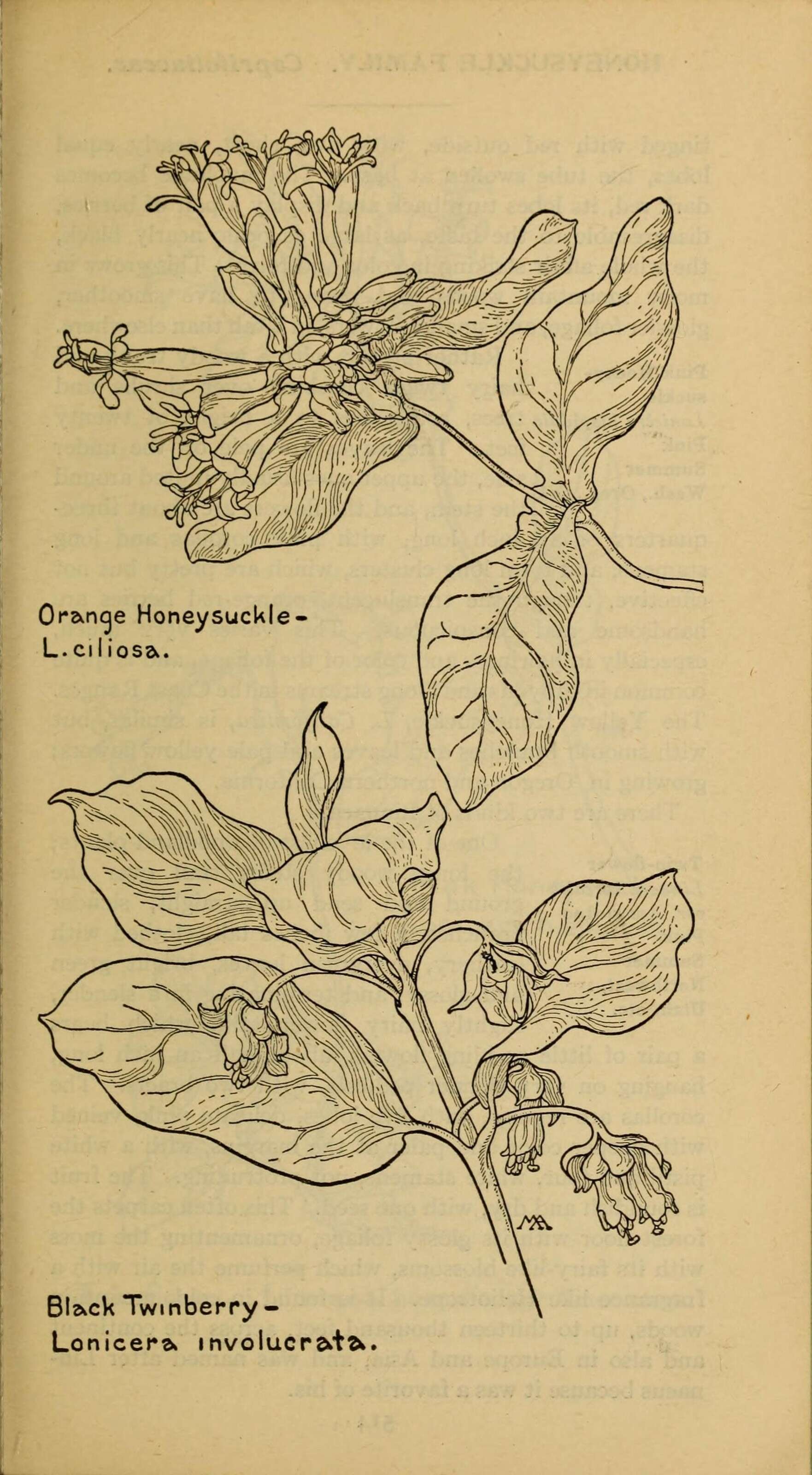 Image of twinberry honeysuckle