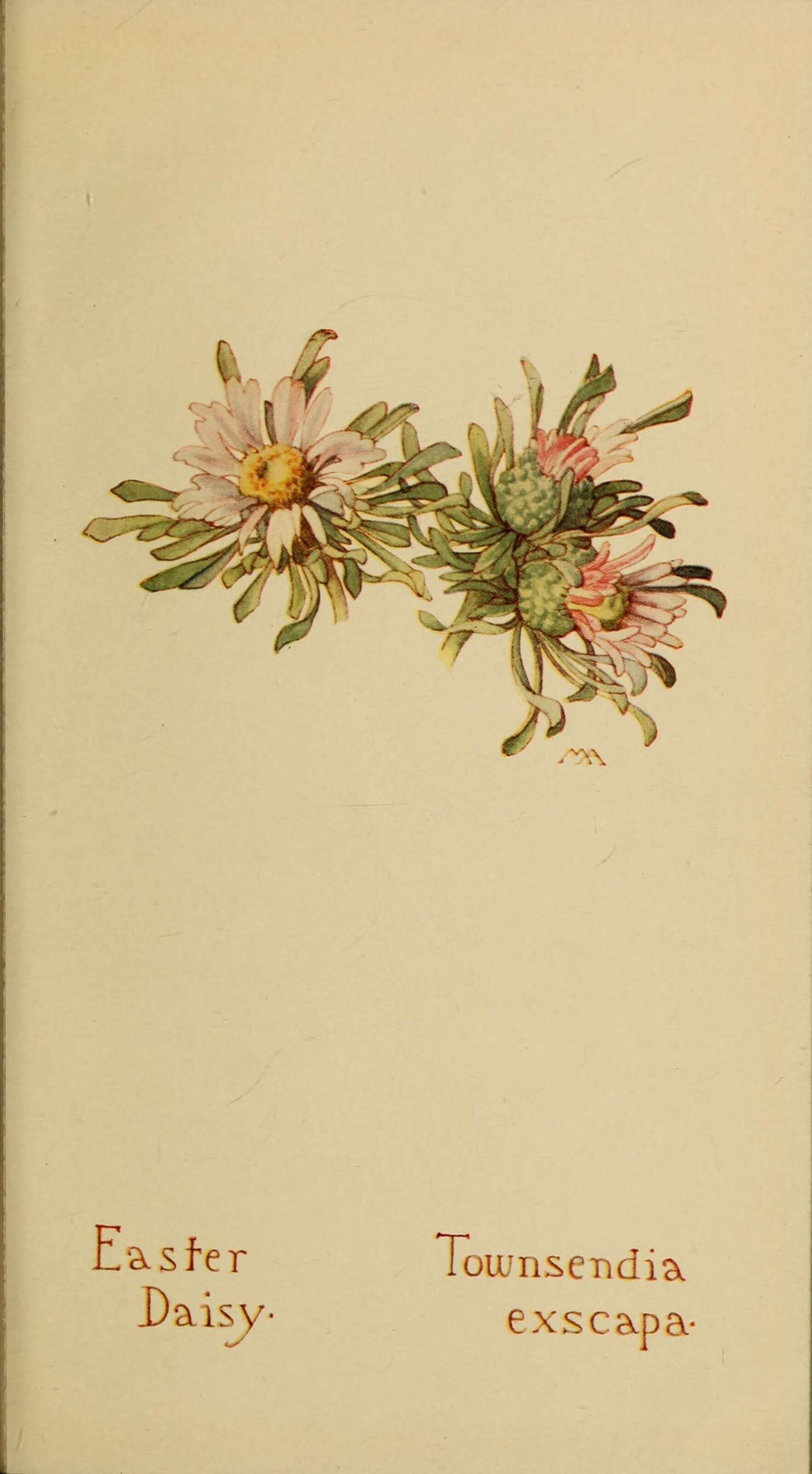 Image of Easter Daisy