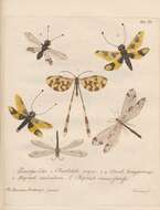 Plancia ëd Nemoptera coa (Linnaeus 1758)