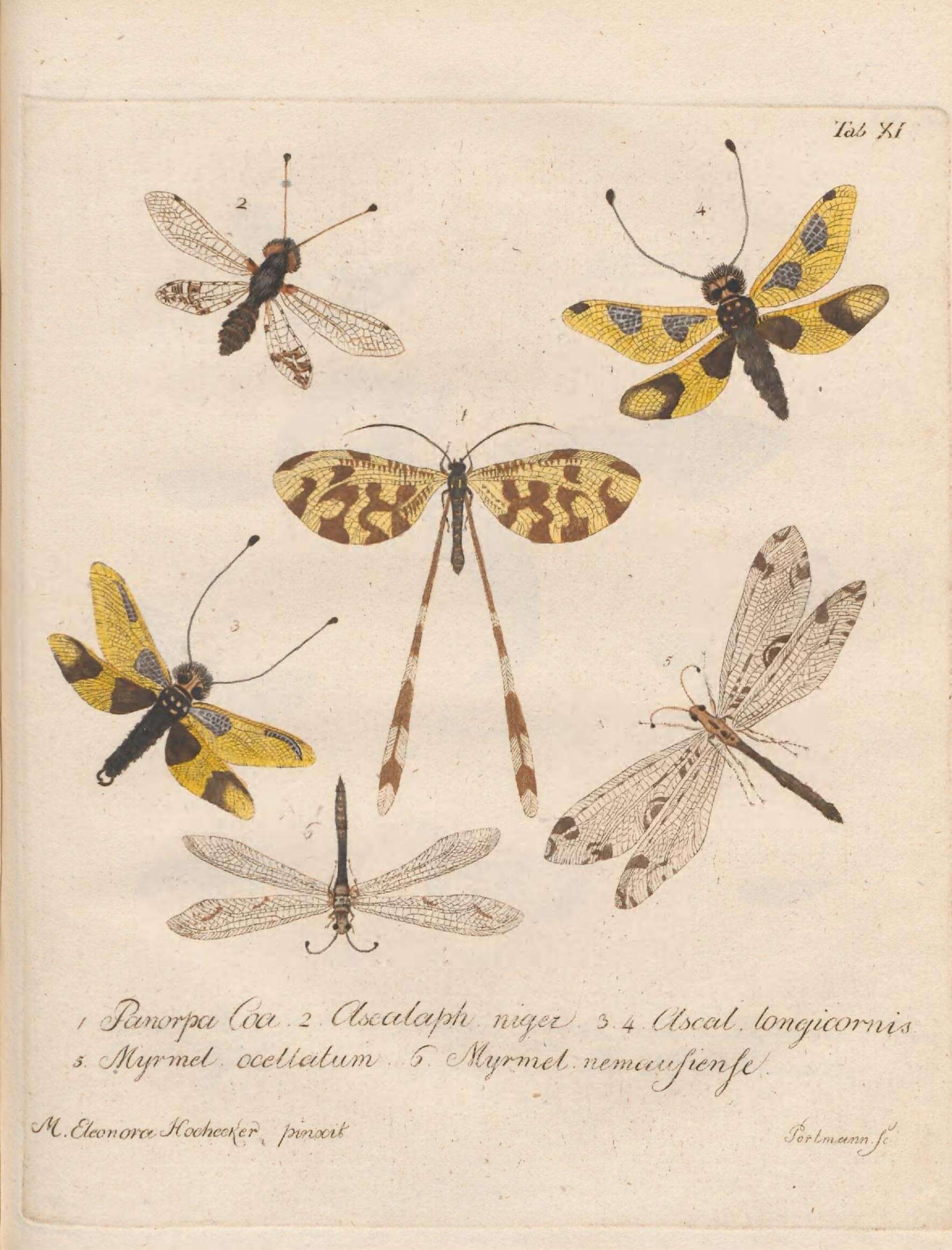 Image of Nemoptera coa (Linnaeus 1758)
