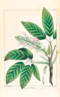 Aesculus californica (Spach) Nutt. resmi