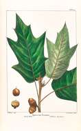 Sivun Quercus leana Nutt. kuva