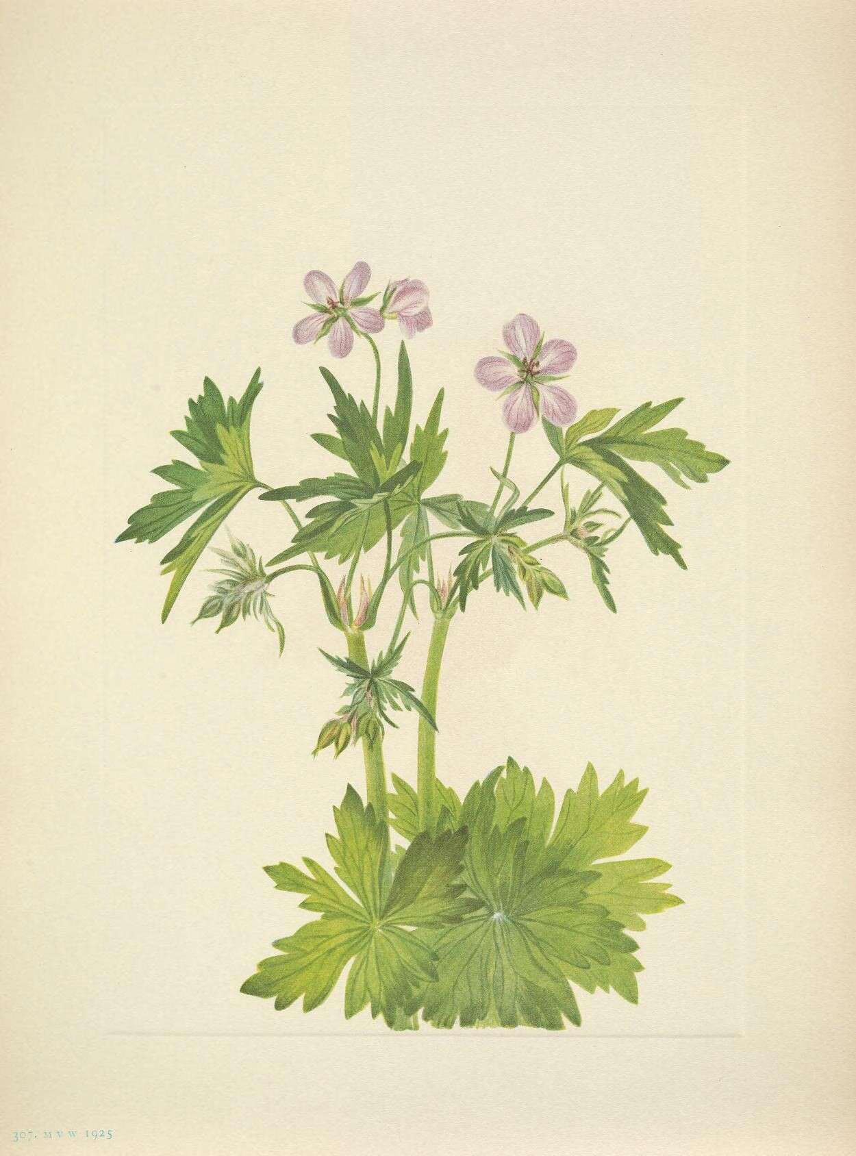 Image of storksbill family