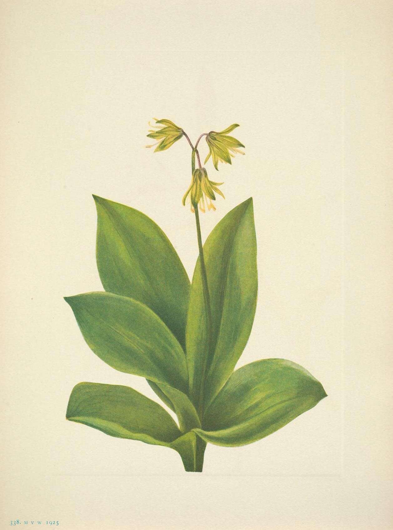 Imagem de Clintonia borealis (Aiton) Raf.