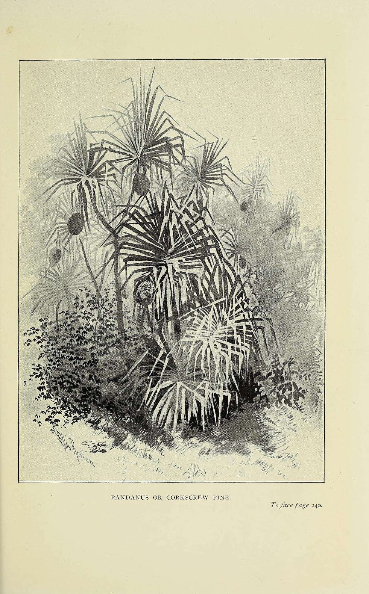 Image de Pandanus