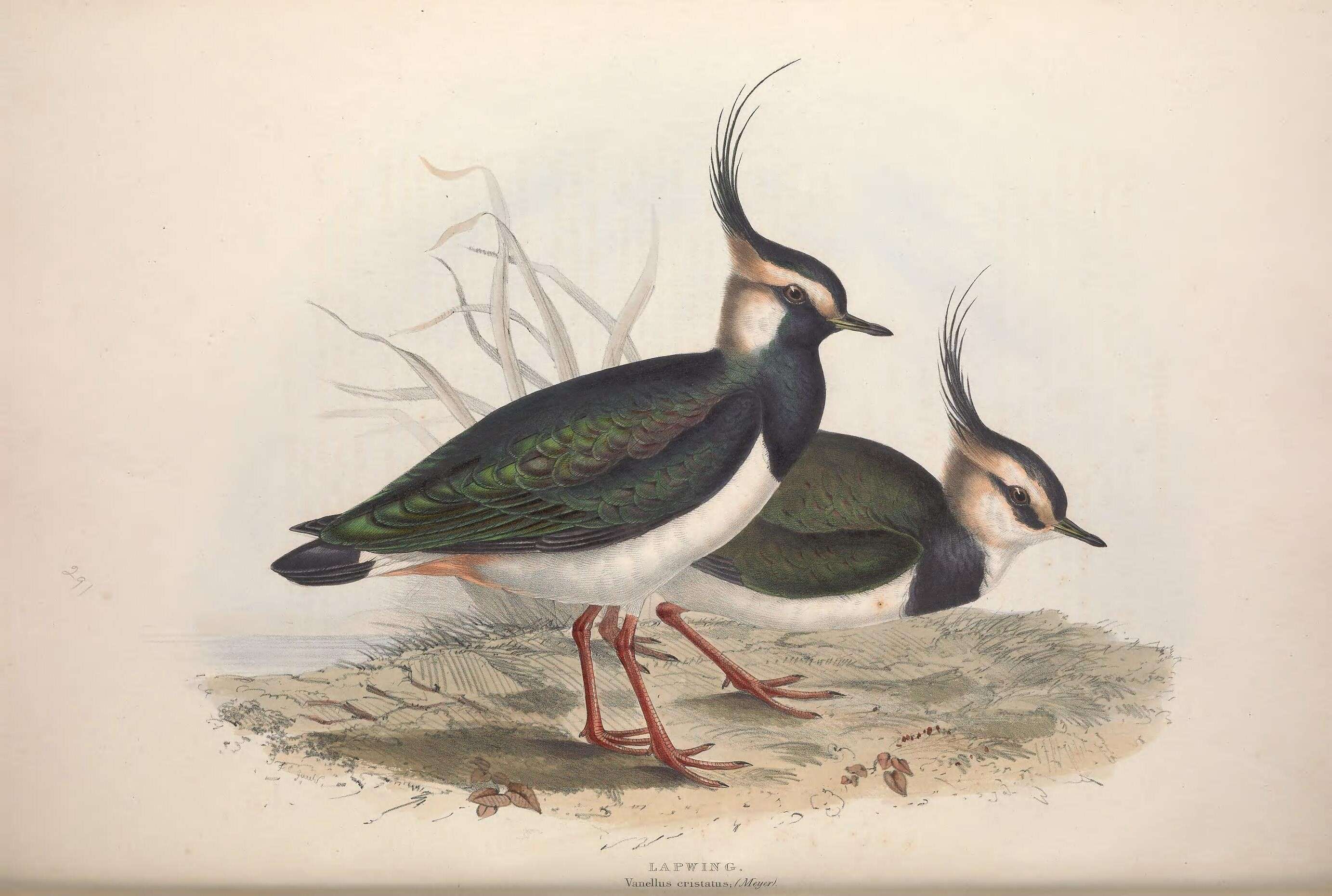 Image of Lapwing