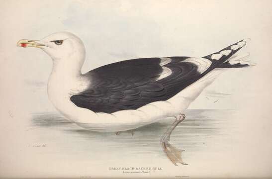 Image of Great Black-backed Gull