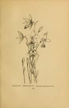 Image of snakemouth orchid