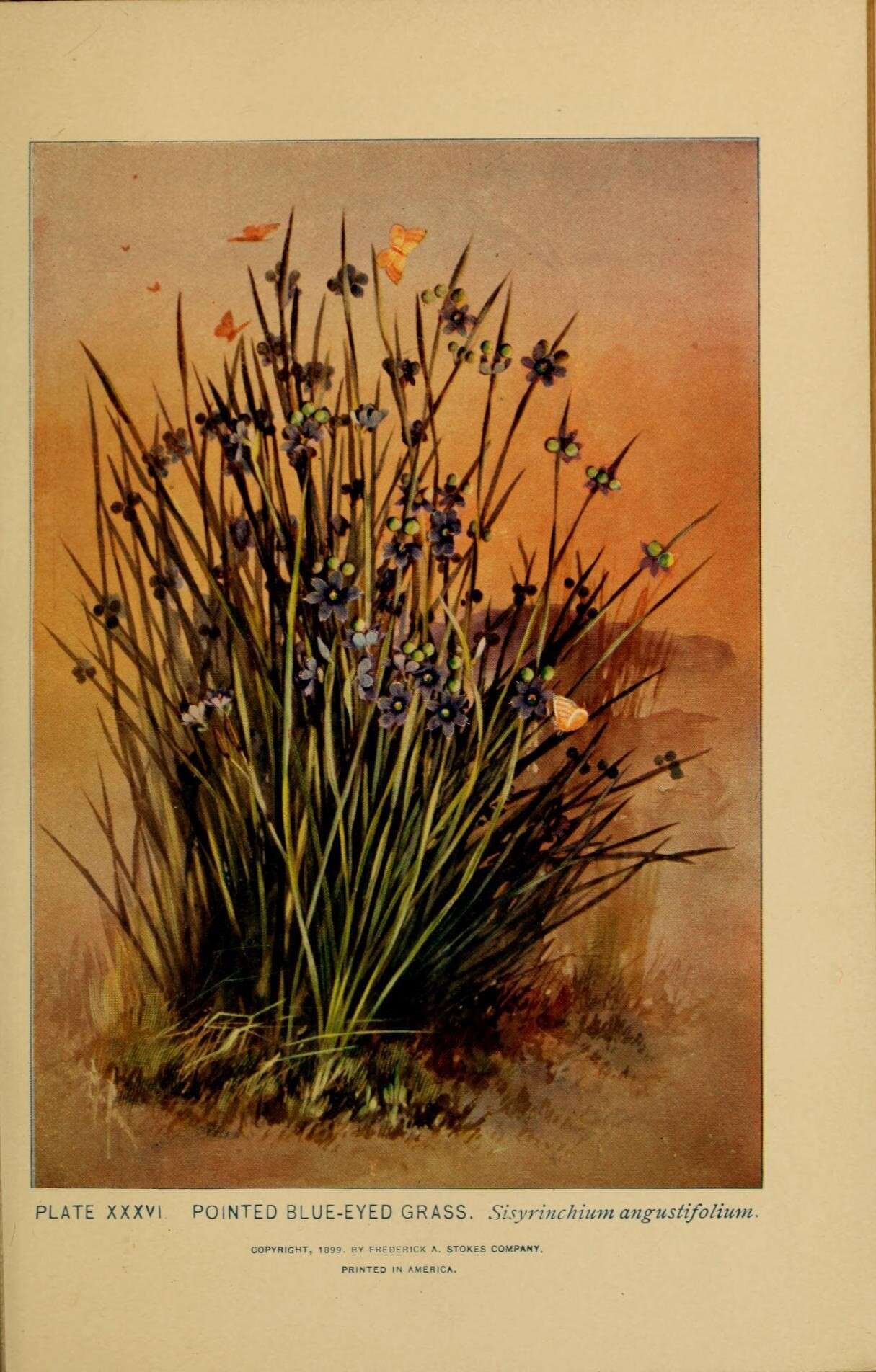 Image of narrowleaf blue-eyed grass