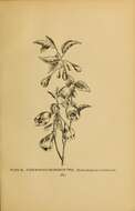 Styracaceae resmi