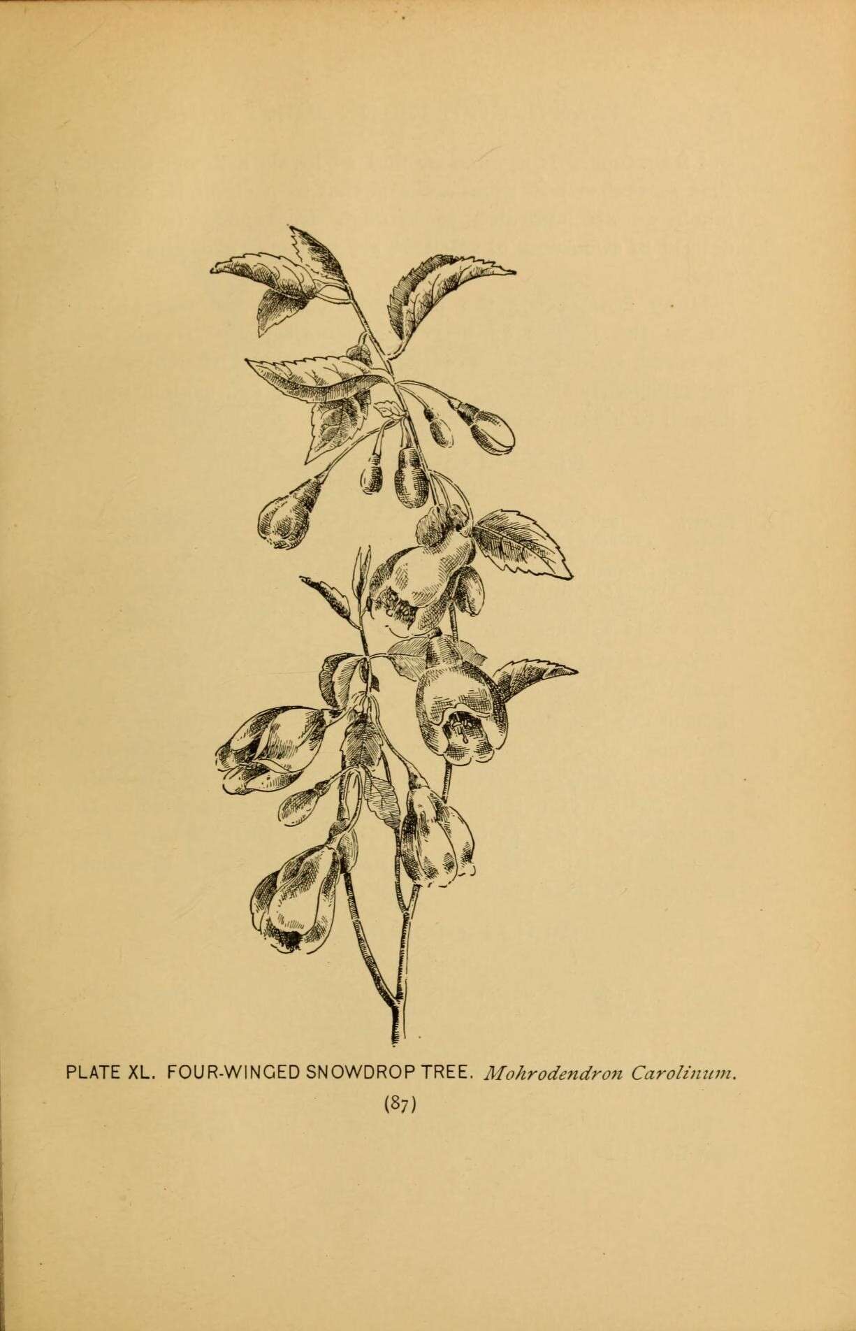 Styracaceae resmi