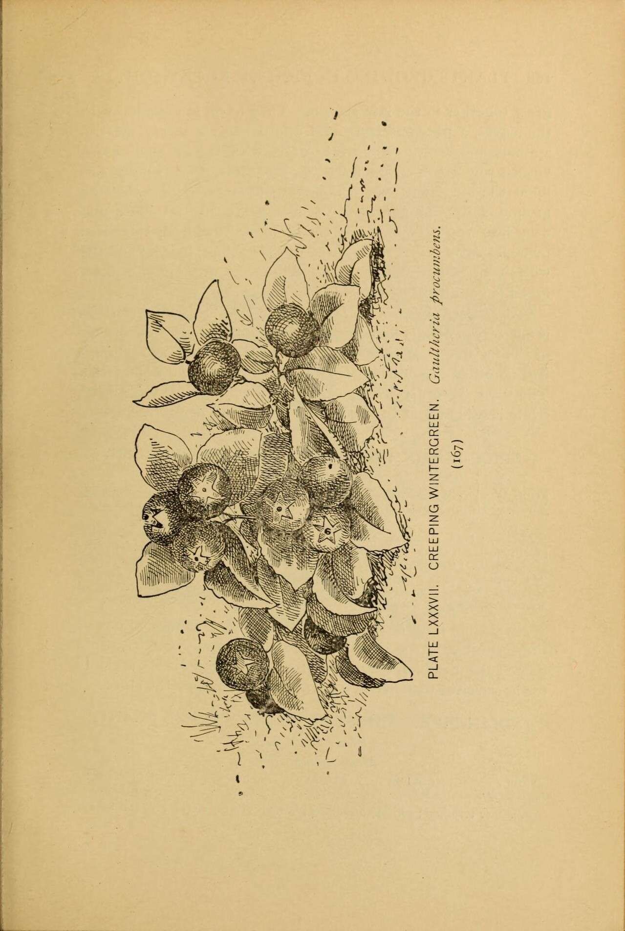 Gaultheria procumbens L. resmi