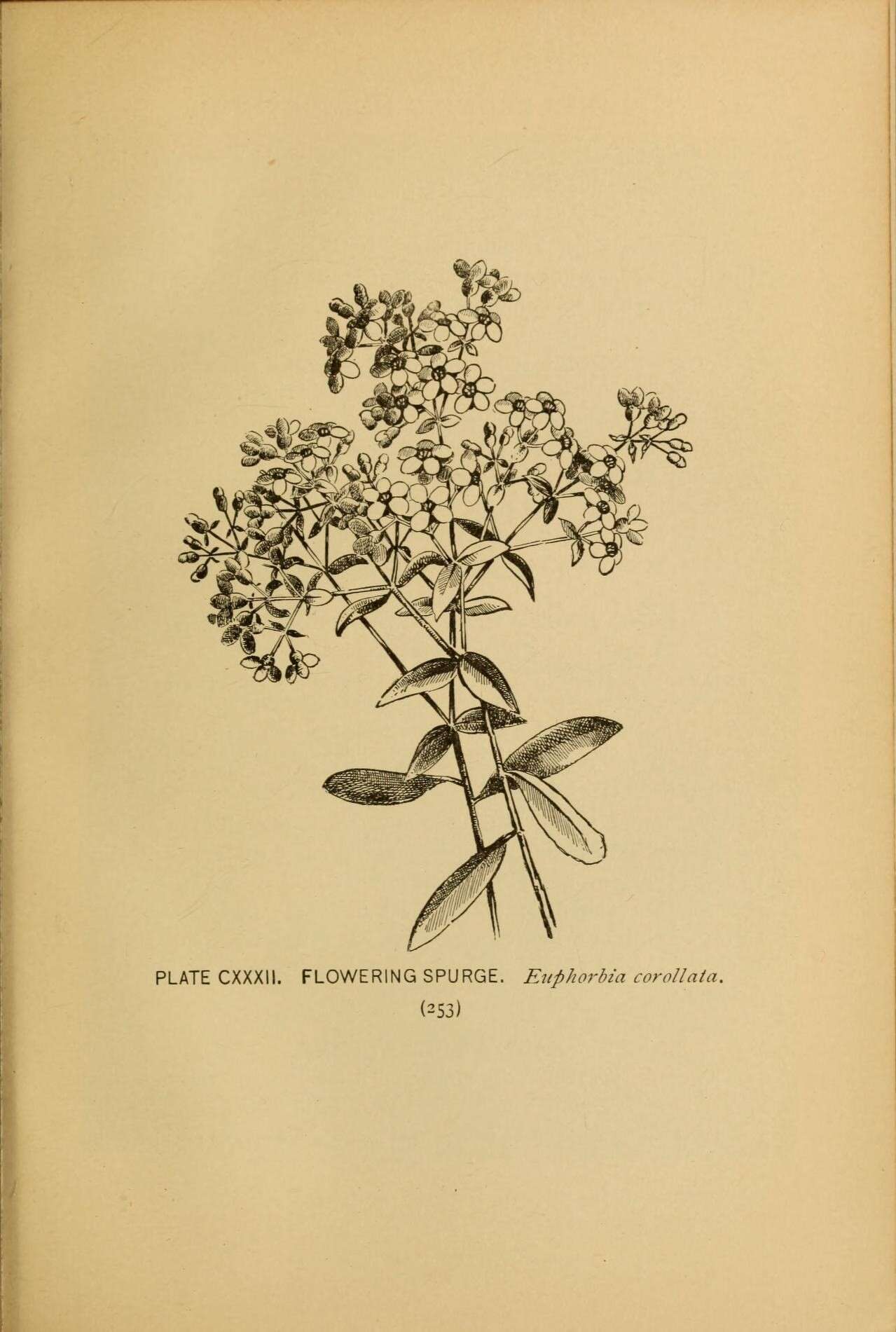 Sivun Euphorbia corollata L. kuva