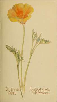 Imagem de Eschscholzia californica Cham.