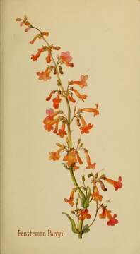 Image of Parry's beardtongue