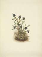 Image of black crowberry