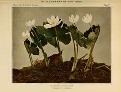 Image of bloodroot