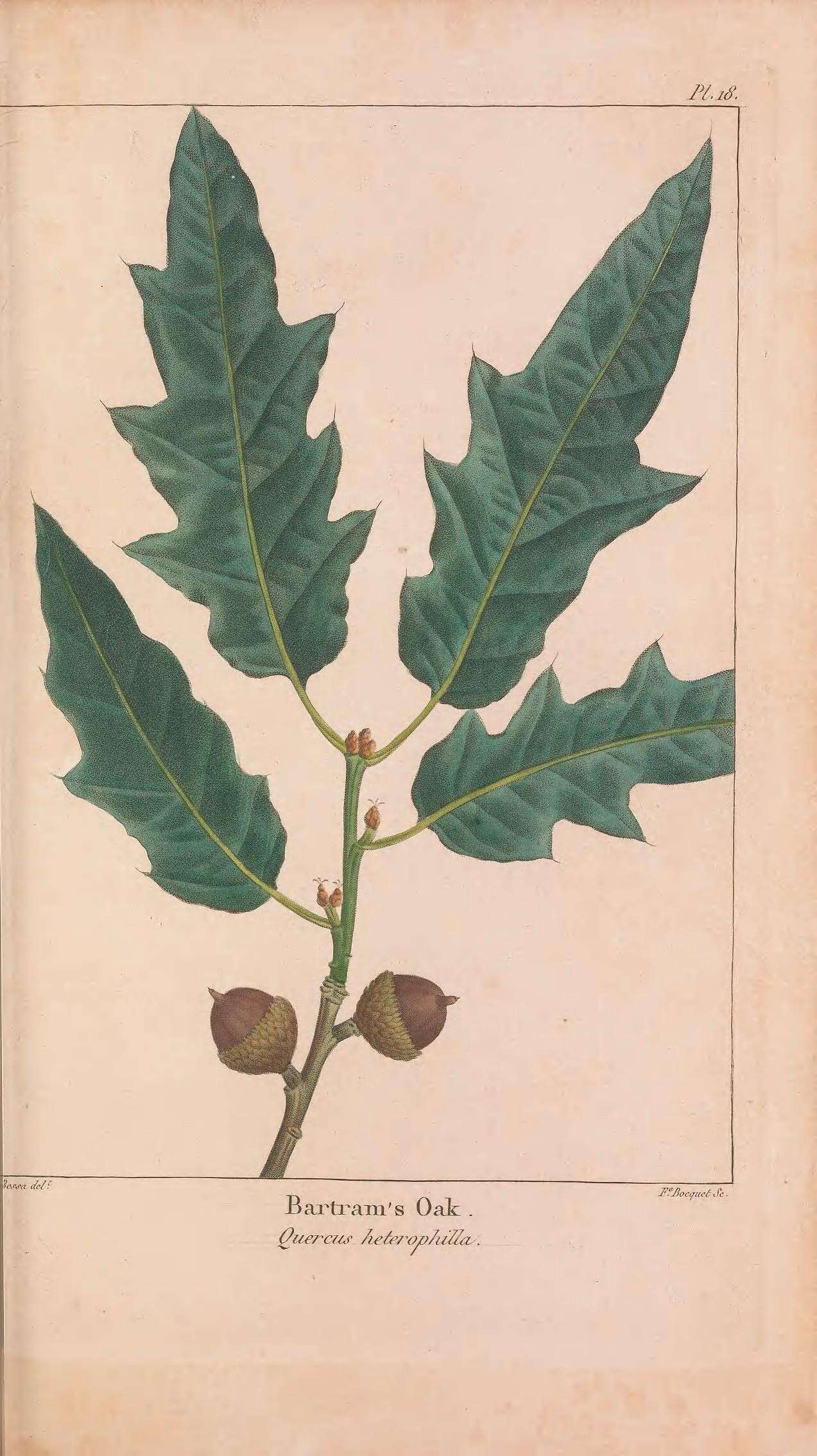 Sivun Quercus heterophylla F. Michx. kuva