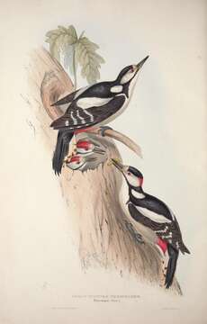 Image of Great Spotted Woodpecker