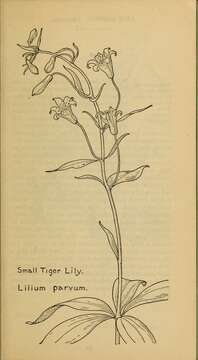 Image of Sierra tiger lily