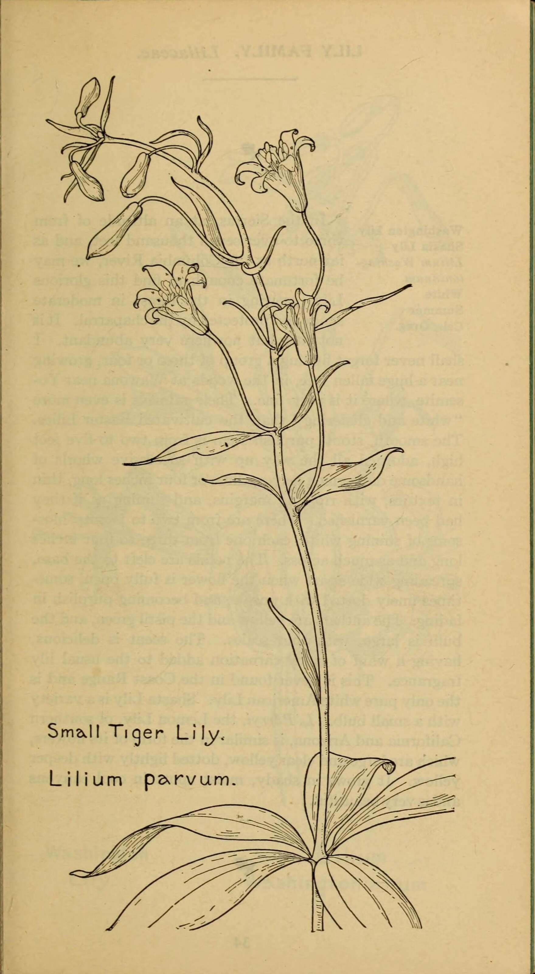 Image of Sierra tiger lily