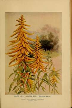 Image of early goldenrod