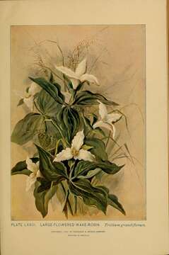 Image of White trillium