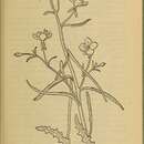Image of California primrose