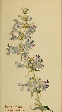 Image of Blue Penstemon