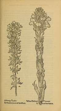 Image of broomrape family