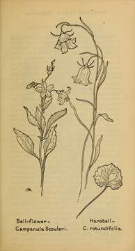 Image of bellflowers