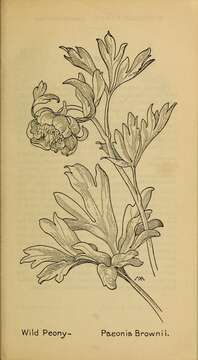 Image of Brown's peony