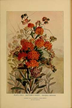 Image of butterfly milkweed