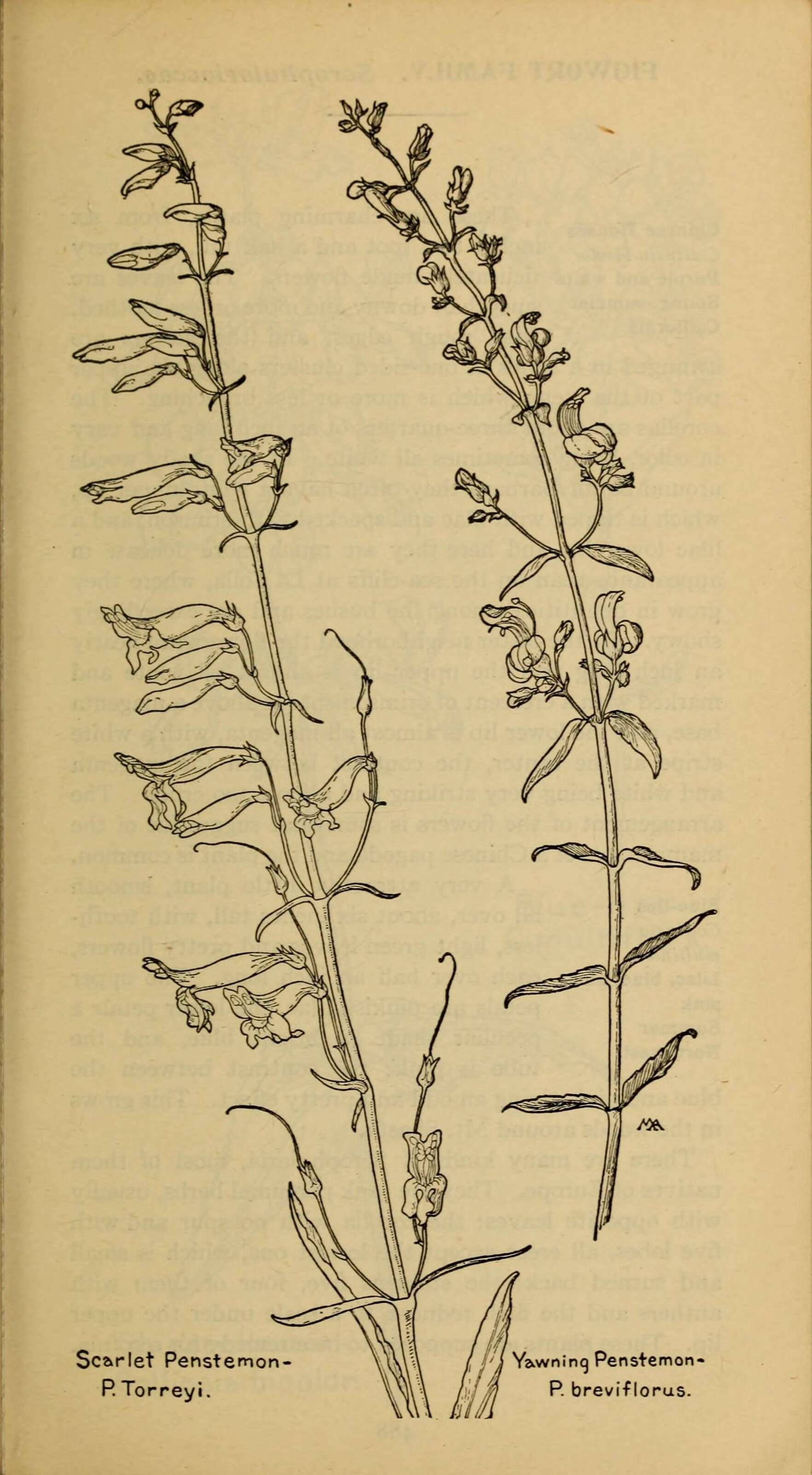 Image of figwort family