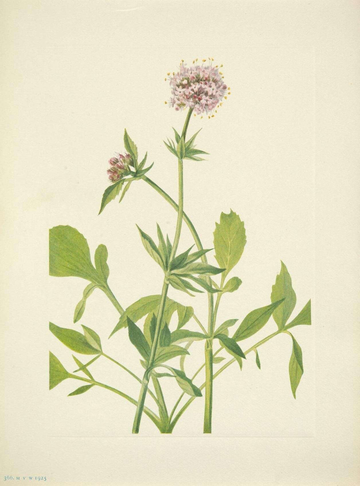 Image of Mountain Heliotrope