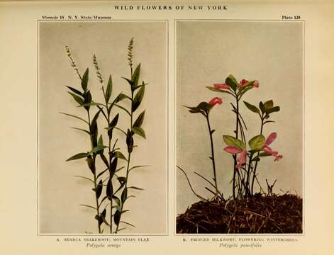 Image of Seneca snakeroot