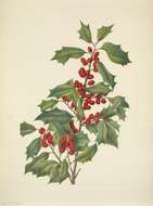 Image of American holly