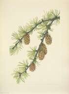 Larix occidentalis Nutt. resmi