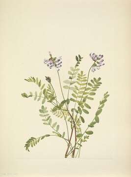 Image of alpine milkvetch