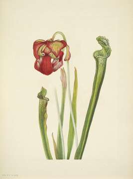 Image of crimson pitcherplant