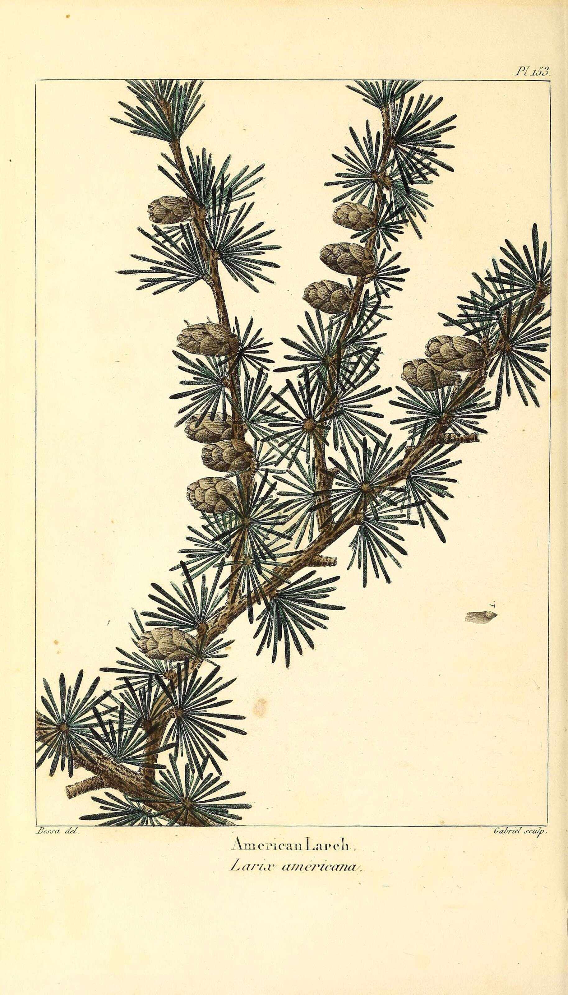 Larix laricina (Du Roi) K. Koch resmi