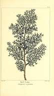 Imagem de Juniperus virginiana L.